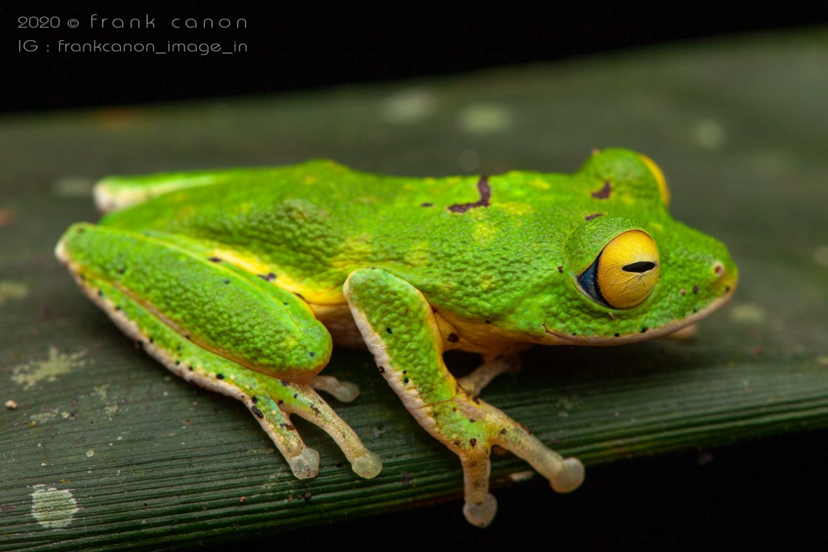 Pseudophilautus poppiae Megaskumbura & Manamendra-Arachcchi, 2005